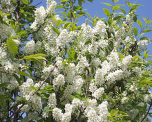 Load image into Gallery viewer, Bird Cherry (price is for 10 plants)