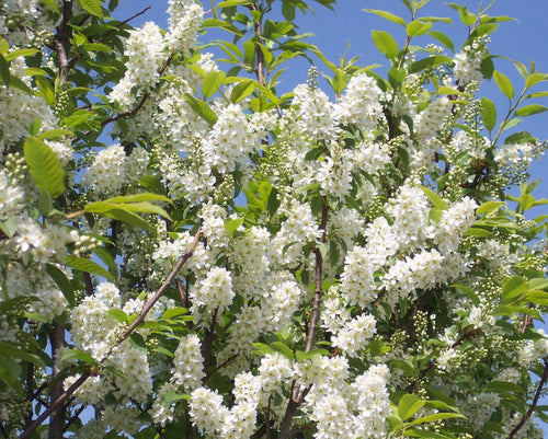 Bird Cherry (price is for 10 plants)