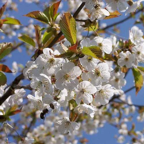 Field Cherry (price is for 10 plants)