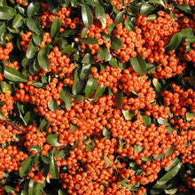 Load image into Gallery viewer, Pyracantha, Orange Glow (Red and yellow also available)