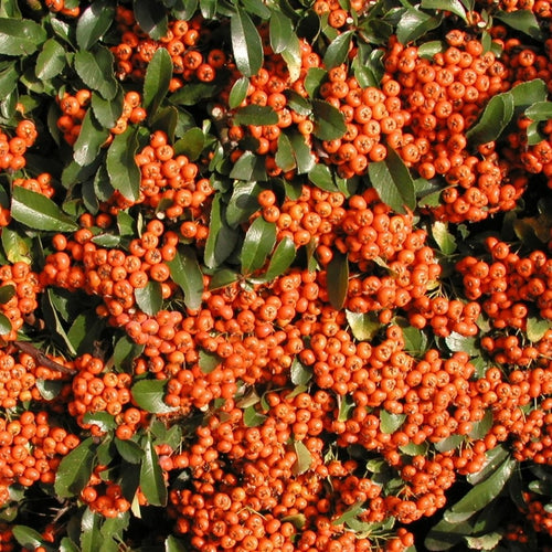 Pyracantha, Orange Glow (Red and yellow also available)