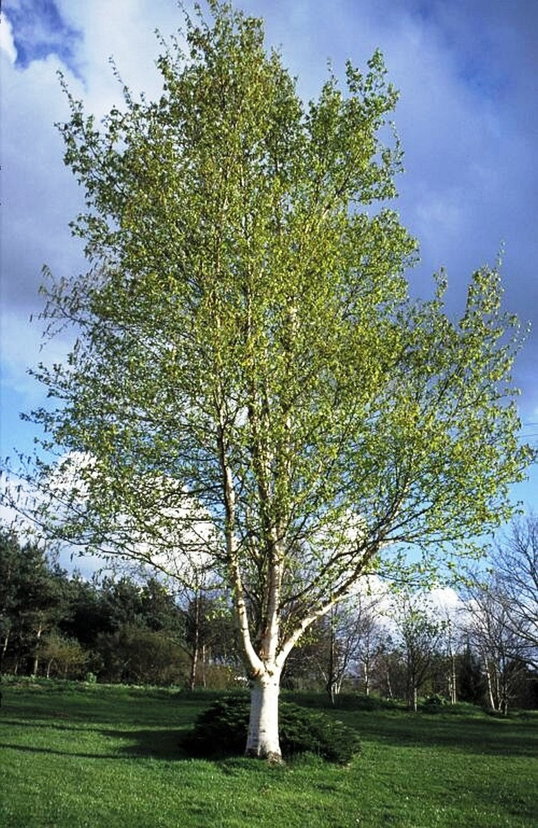 Betula Pendula