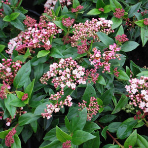 Viburnum Tinus