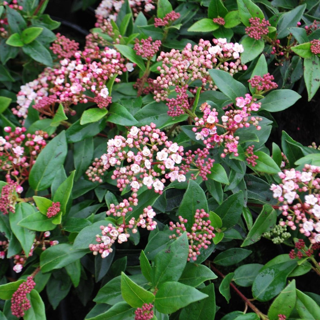 Viburnum Tinus