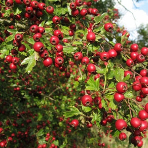 Whitethorn.