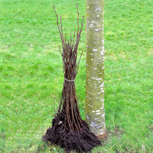 Load image into Gallery viewer, Alder (price is for 10 plants)