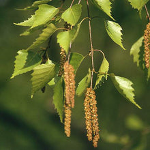 Load image into Gallery viewer, Silver Birch (Price is for 10 plants)
