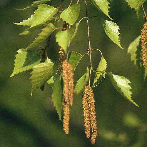 Silver Birch (Price is for 10 plants)