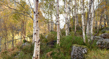 Load image into Gallery viewer, Silver Birch (Price is for 10 plants)