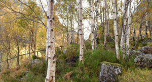 Silver Birch (Price is for 10 plants)