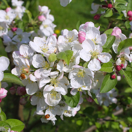Crab Apple.(Price is for 10 plants)