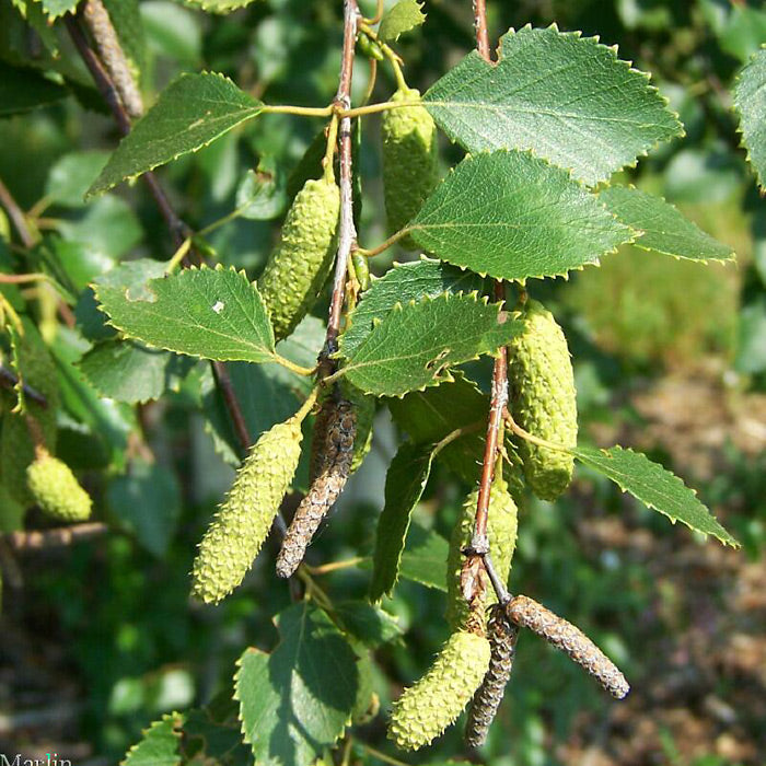Downy Birch (price is for 10 plants)
