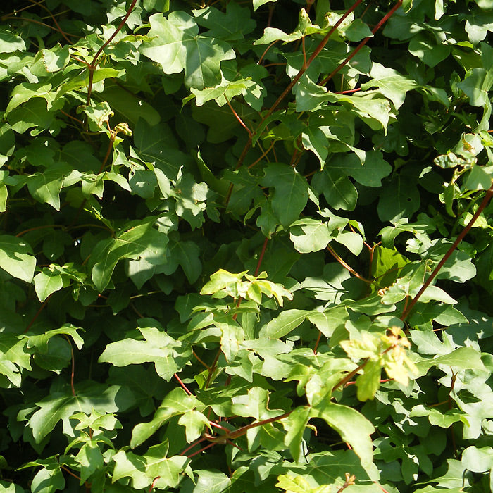 Field Maple tree (Price is for 10 plants) – Kearneys Nursery