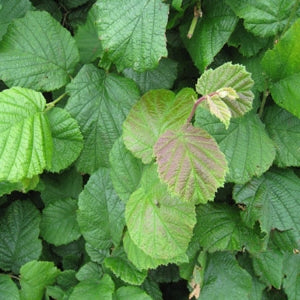 Hazel (price is for 10 plants)