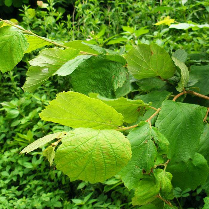 Hazel (price is for 10 plants)