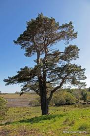 Scots Pine(price is for 10 plants)