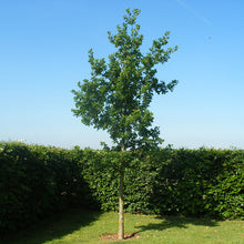 Load image into Gallery viewer, Oak (price is for 10 plants)