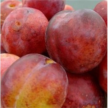 Plum