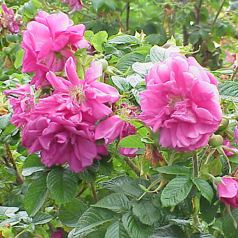 Rose (Price is for 10 plants)