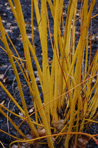 Golden Willow (price is for 10 plants)